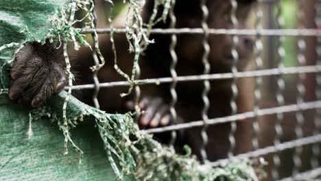 Sad-image-of-wildlife-trafficking,-a-capuchin-monkey-looks-through-the-hole-claiming-for-help,-sad-slow-motion-shot-with-the-monkeys-hand-in-focus