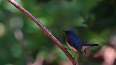 Camera-pans-to-the-right-and-follows-the-movement-of-this-bird-as-it-is-chirping-and-wagging-its-tail,-Indochinese-Blue-Flycatcher-Cyornis-sumatrensis,-Thailand