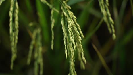 Reis-Ist-In-Vielen-Asiatischen-Ländern-Das-Grundnahrungsmittel