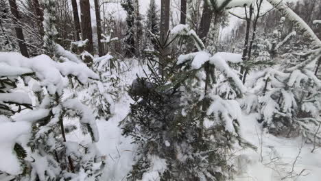 A-hiker-woman-shaking-a-pine-tree-fully-covered-with-snow-in-a-deep-forest