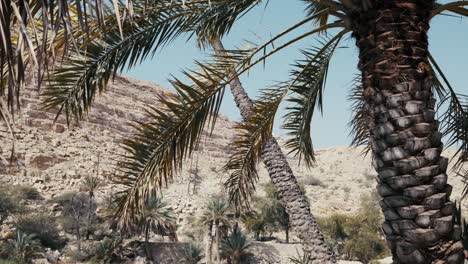 Wadi-Bani-Khalid,-Oman:-Spectacular-desert-oasis-with-emerald-pools-and-beautiful-palm-trees
