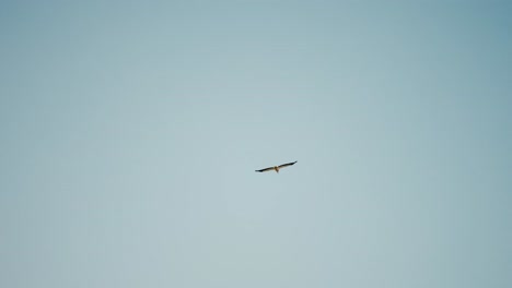 Graceful-seagull-soaring-through-a-serene-blue-sky