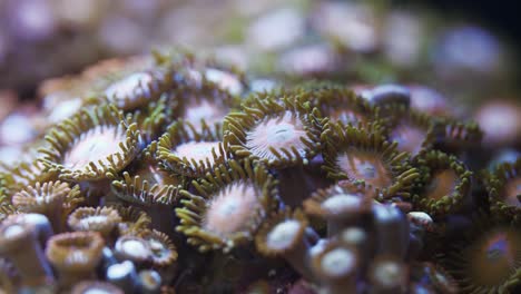 Kolonie-Von-Zoanthid-Weichkorallen-Im-Salzwasseraquarium