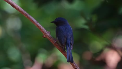 Seen-from-its-back-perched-on-a-diagonal-vine-looking-to-the-left-then-dives-down-to-catch-something-to-eat,-Indochinese-Blue-Flycatcher-Cyornis-sumatrensis,-Thailand