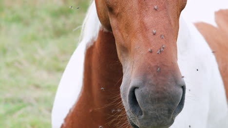 Close-Up-of-Horse-with-Flies-on-Face-in-Summer-Pasture