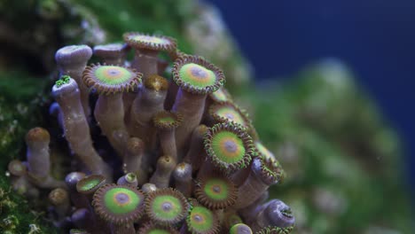 Macro-shot-of-Zoanthid-soft-coral-with-moving-tentacles