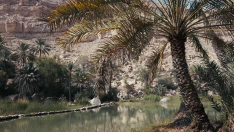 Wadi-Bani-Khalid,-Omán:-Espectacular-Oasis-En-El-Desierto-Con-Piscinas-Color-Esmeralda-Y-Belleza-Escarpada