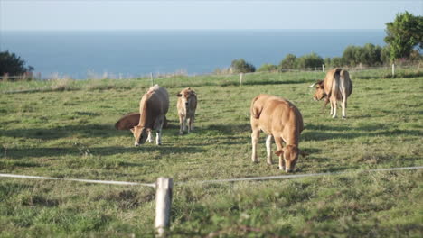 Cattle-Grazing-on-Lush-Green-Hillside-Overlooking-the-Sea