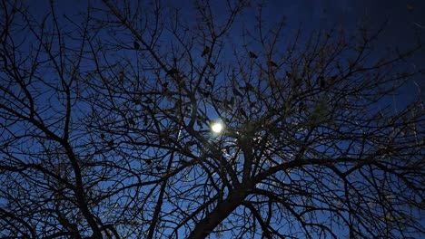 Unheimliche-Dämmerung:-Silhouetten-Von-Vögeln-Und-Ästen-Erzeugen-Eine-Spannende-Filmszene-Am-Geheimnisvollen-Blauen-Abendhimmel