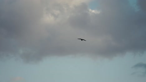 Pájaro-Volando-Con-Gracia-Sobre-Jebel-Shams