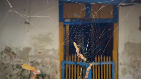 Spider-web-in-front-of-empty-house