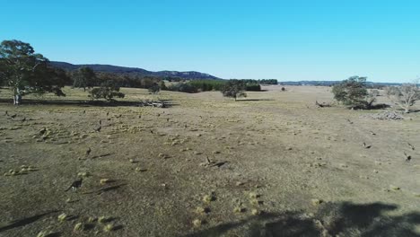 Open-Wide-Australian-Bushland-mob-of-kangaroos-in-slow-motion,-blue-skies-in-the-horizon,-some-trees