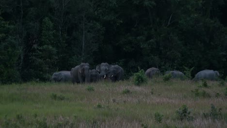 Ready-to-move-together,-all-look-towards-the-camera-and-then-turns-around-while-a-big-bull-shows-its-tail-straightening-out-to-show-leadership,-Indian-Elephant-Elephas-maximus-indicus,-Thailand