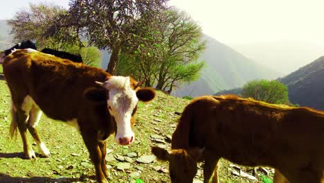 Cows-grazing-in-Mountain-grassland