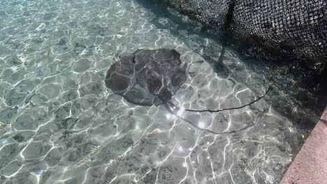 Stingray-swims-in-shallow-ocean-enclosure-near-shore,-clear-water