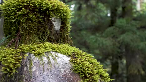 Nahaufnahme-Von-Wildem-Grünem-Moos,-Das-Stein-Im-Wald-In-Japan-An-Einem-Regnerischen-Tag-Mit-Bokeh-Hintergrund-Bedeckt