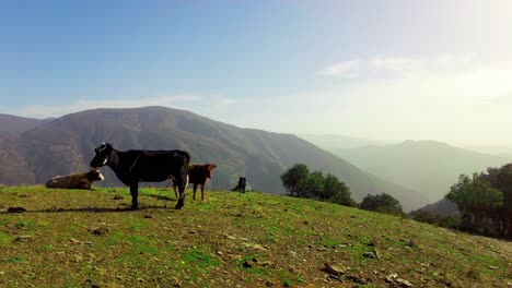 Vacas-Pastando-En-Pastizales-De-Montaña