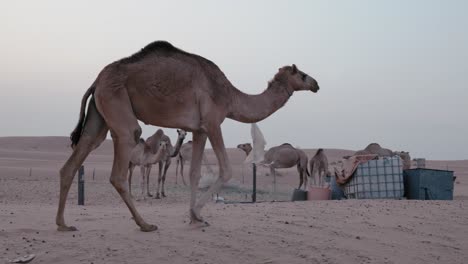 Camello-Elegante-Atravesando-La-Vasta-Extensión-Del-Desierto
