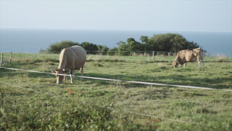 Coastal-Farming:-Cows-Grazing-Peacefully-with-Ocean-Backdrop