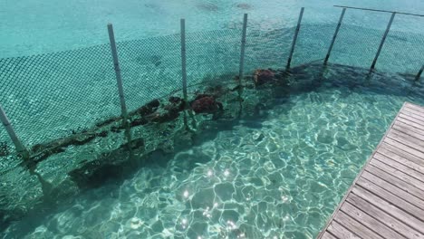 Zwei-Meeresschildkröten-Schwimmen-In-Einem-Gehege-In-Der-Flachen-Lagune-Des-Polynesien-Atolls