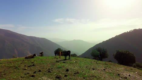Vacas-Pastando-En-Pastizales-De-Montaña