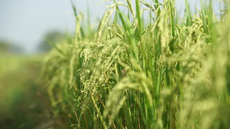 Reis-Ist-In-Vielen-Asiatischen-Ländern-Das-Grundnahrungsmittel