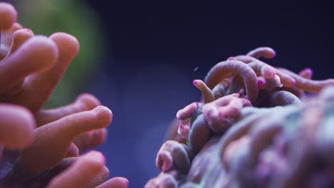 Macro-shot-of-two-different-anemone-tentacles-in-saltwater-aquarium