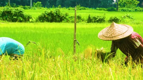Two-farmers-are-doing-traditional-harvest-work-in-Bangladesh