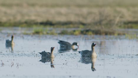 White-fronted-geese-resting-in-flooded-meadow-during-spring-migration-sunny-day