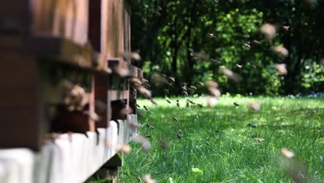 Viele-Bienen-Kehren-Zum-Bienenstock-Zurück-Und-Betreten-Den-Bienenstock-Mit-Gesammeltem-Blütennektar-Und-Blütenpollen