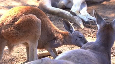 Close-up-shot-capturing-the-interaction-between-mother-and-child-red-kangaroo,-macropus-rufus-in-its-natural-habitat,-kissing,-nuzzling-and-nose-touching-each-other-to-form-a-bonding
