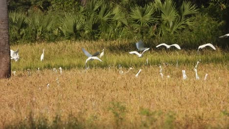 Herons-playing-on-rice-grass---rice-seeds-