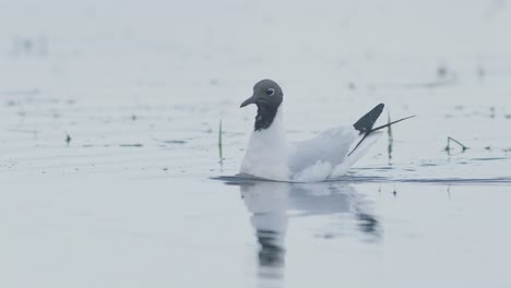 Black-headed-gull-resting-and-feeding-on-water-puddle-flooded-wetlands