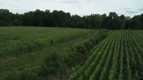 Rural-countryside-Corn-crop-field-aerial-flyover-sliding-shot,-day,-Missouri