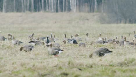 A-rare-red-breasted-goose-between-white-fronted-geese-flock-in-dry-grass-meadow
