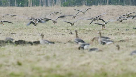 White-fronted-geese-flock-in-flight-over-dry-grass-meadow-field-during-spring-migration