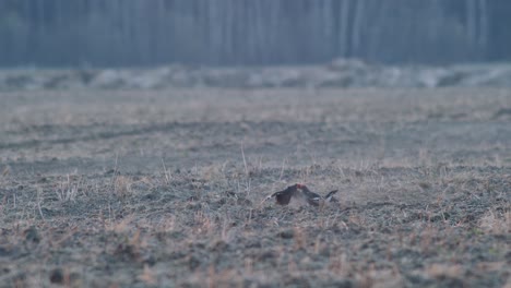 Ein-Paar-Birkhühner-Kämpft-Während-Der-Paarungszeit-Im-Frühjahr-Im-Frühen-Morgenlicht