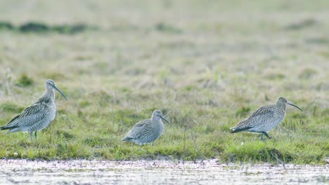 A-few-curlew-birds-resting-near-water-puddle-flooded-wetland-during-migration