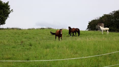 Nahaufnahme-Von-Wunderschönen-Pferden,-Die-Auf-Einem-Feld-Auf-Grünem,-üppigem-Gras-Grasen
