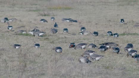 A-rare-red-breasted-goose-between-white-fronted-geese-flock-in-dry-grass-meadow