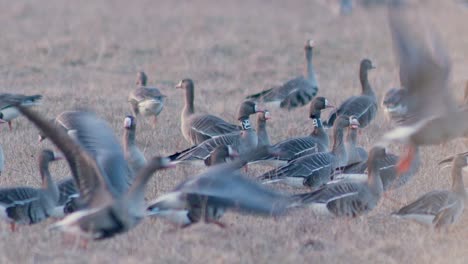 A-pair-of-white-fronted-geese-with-neck-rings-collars-in-a-flock-during-migration