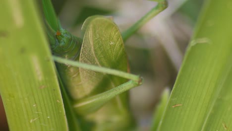 abdomen-of-green-Grasshopper-sitting-On-Green-Plant-Leaf