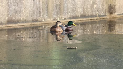 Mallard-duck-group-sitting-on-a-frozen-pond-and-resting,-winter,-lower-saxony,-,-germany