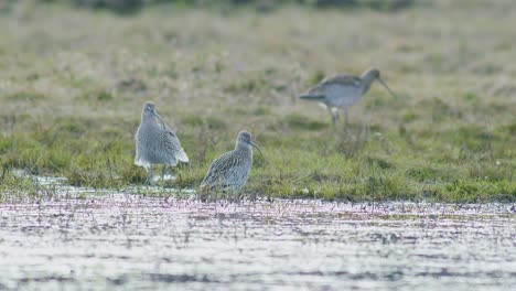 Unos-Cuantos-Pájaros-Zarapitos-Descansando-Cerca-De-Un-Charco-De-Agua-Inundado-De-Humedales-Durante-La-Migración.