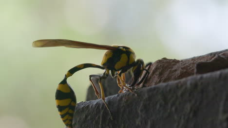 Tiger-Wasp-lays-clay-on-its-nest-and-builds-the-wall-and-flies-off,-busy-female-potter-wasp-propagate