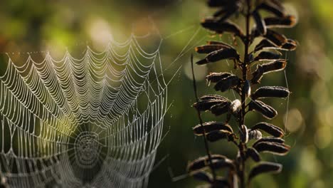 Ein-Zartes-Spinnennetz,-Das-Von-Der-Morgensonne-Beleuchtet-Wird-Und-Am-Verdorrten-Lupinenstamm-Befestigt-Ist