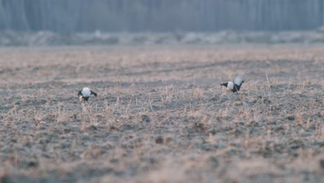 Ein-Paar-Birkhühner-Kämpft-Während-Der-Paarungszeit-Im-Frühjahr-Im-Frühen-Morgenlicht