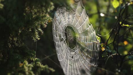 Ein-Zartes-Spinnennetz,-Das-Zwischen-Den-Zweigen-Hängt
