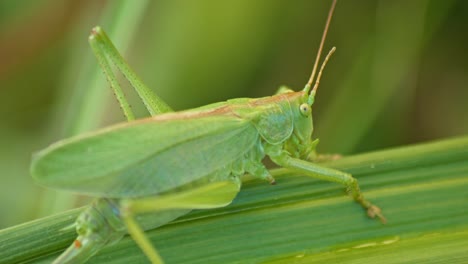 camouflaged-green-Grasshopper-sitting-On-Green-Plant-Leaf