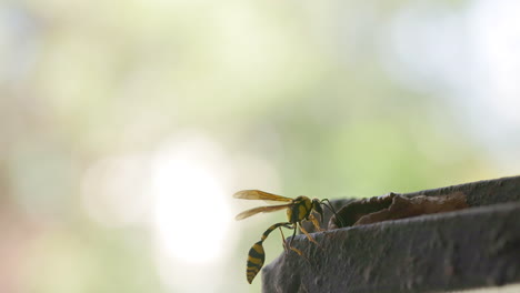 Female-Potter-Wasp-hovers-and-comes-in-to-inspect-her-clay-nest-progress-before-progressing
